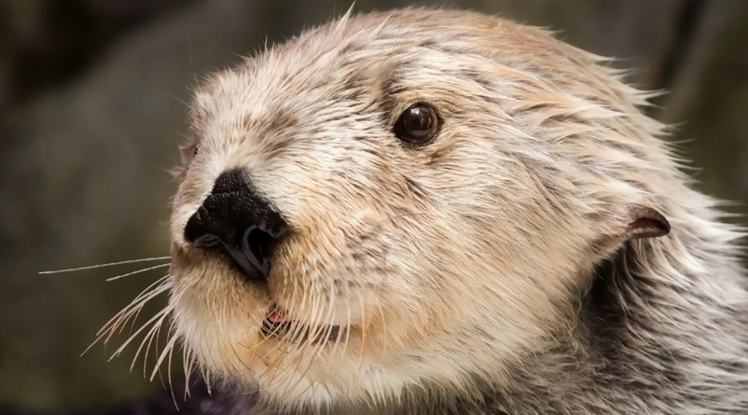 AOPotter_CreditRequiredRobinRiggs - Nam Ly AOPotter_CreditRequiredRobinRiggs - Nam Ly