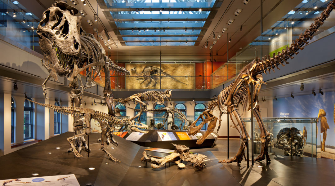 Natural History Museum Aug 2011 Natural History Museum Aug 2011
Job 5740
