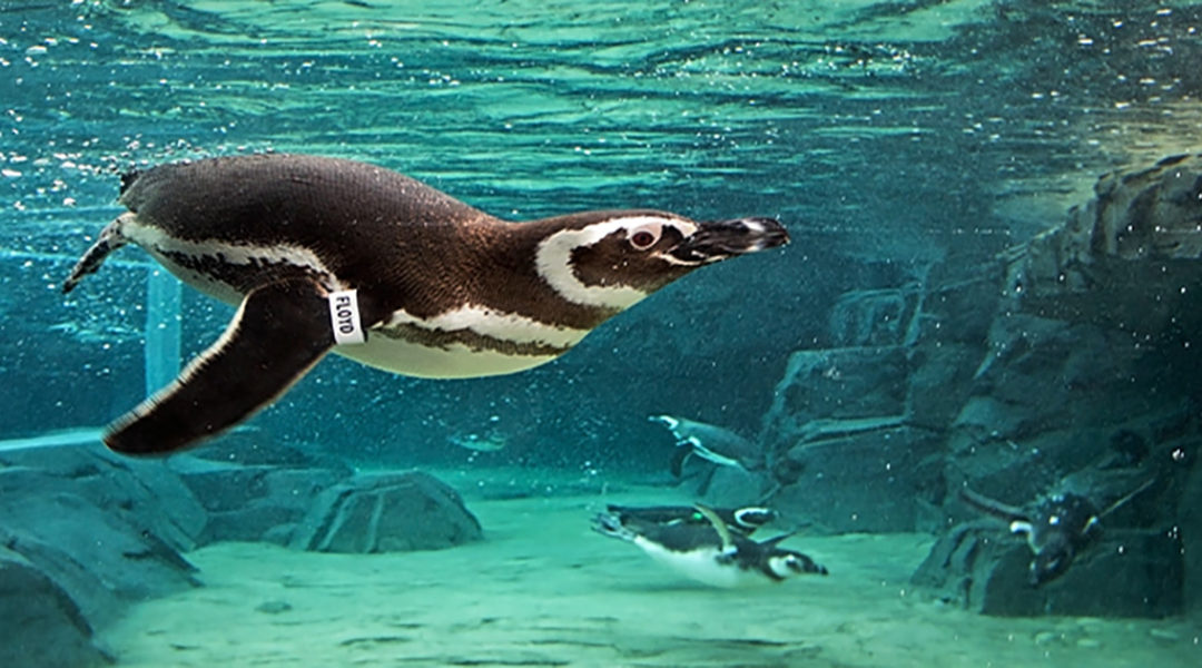 PenguinsCreditRequiredRobinRiggs - Nam Ly PenguinsCreditRequiredRobinRiggs - Nam Ly