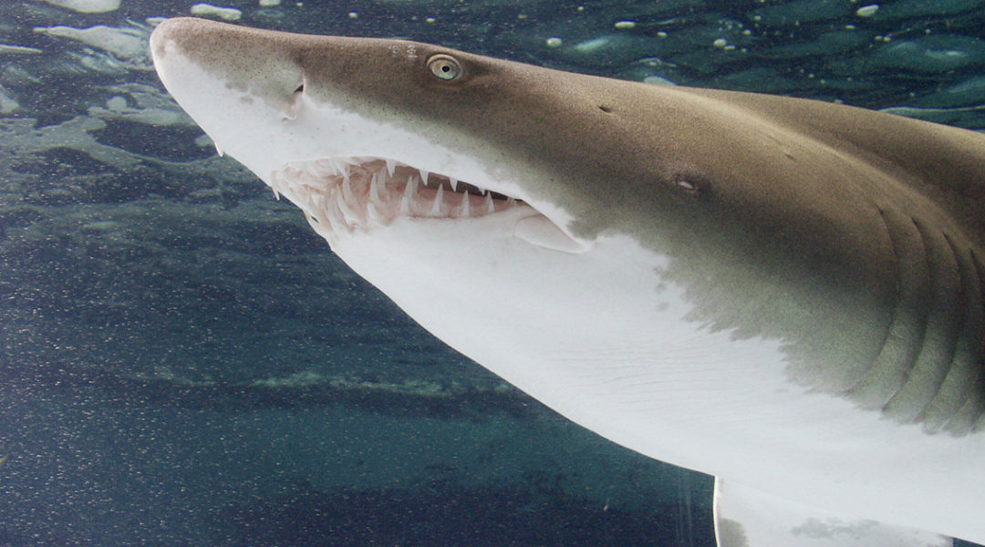 SandTgr-Surface - Nam Ly SandTgr-Surface - Nam Ly