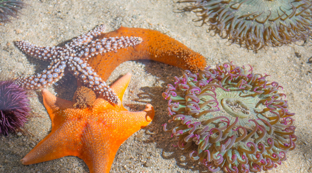 SCM-website-photos-seacenter -5 SCM-website-photos-seacenter -5