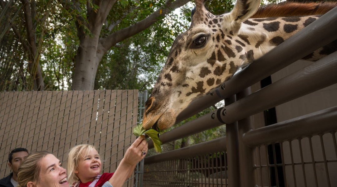 Giraffe Feeding JEP_4588 - Sienna Spencer